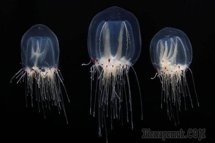 Вечноживущая медуза