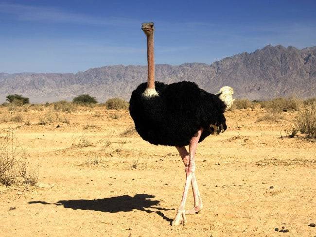 Самая огромная птица в мире