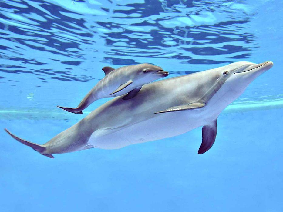 Где обитают дельфины