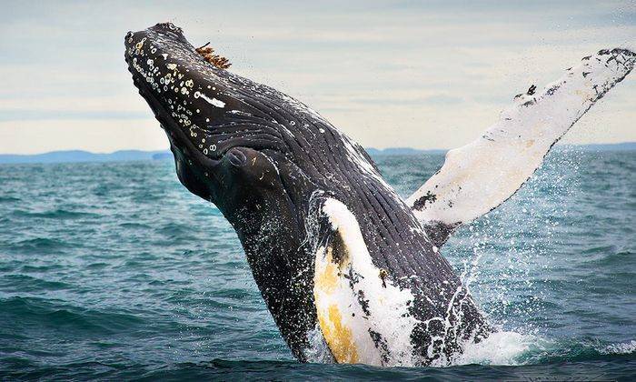 Зачем киты выпрыгивают из воды