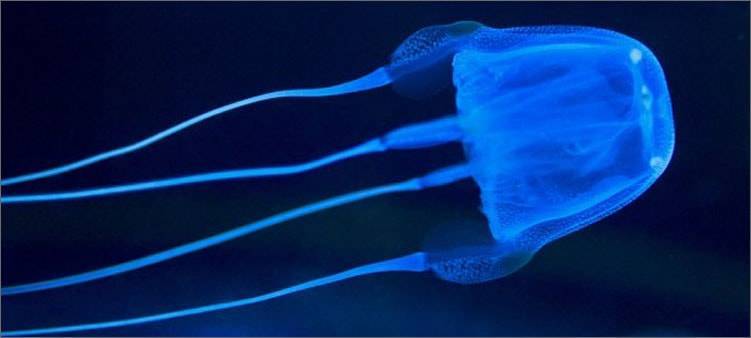 Медуза морское животное