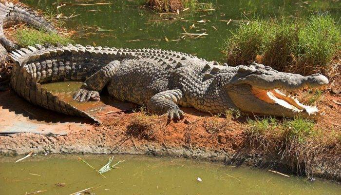 слушать охота на крокодила