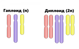 Какие клетки имеют диплоидный набор хромосом