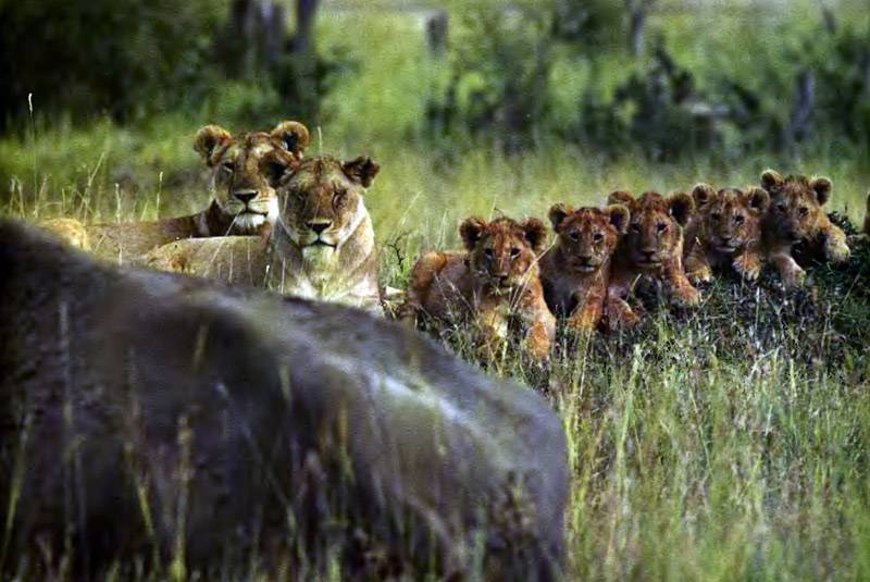 Как известно львы относятся к семейству кошачьих