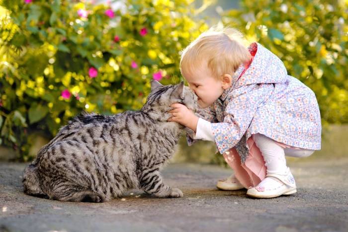 Породы кошек которые любят детей