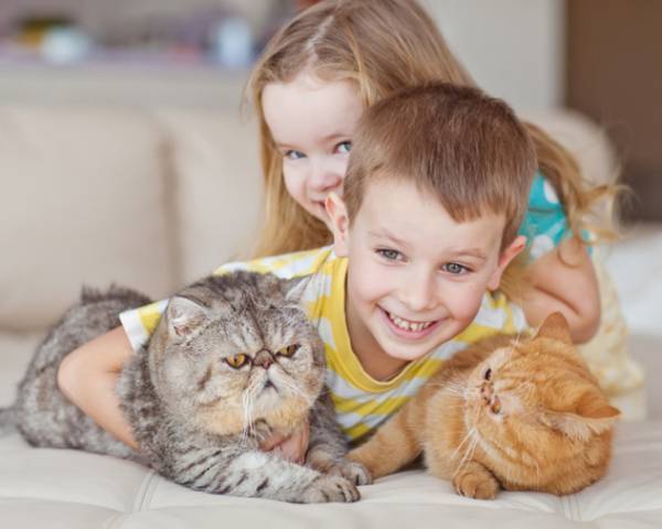Породы кошек которые любят детей