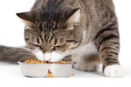 Сколько раз в день надо кормить кошку