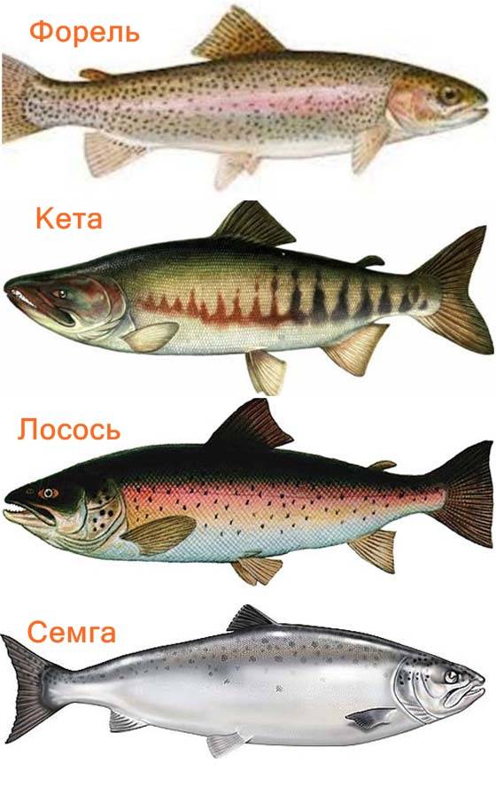 Лососевые породы рыб фото