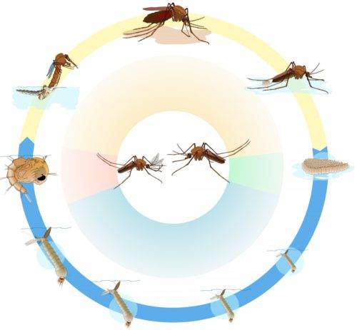 Сколько живёт комар после укуса человека