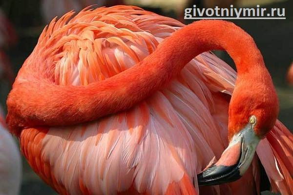 Сколько лет живут фламинго