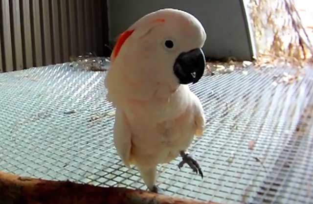Сколько живут попугаи какаду