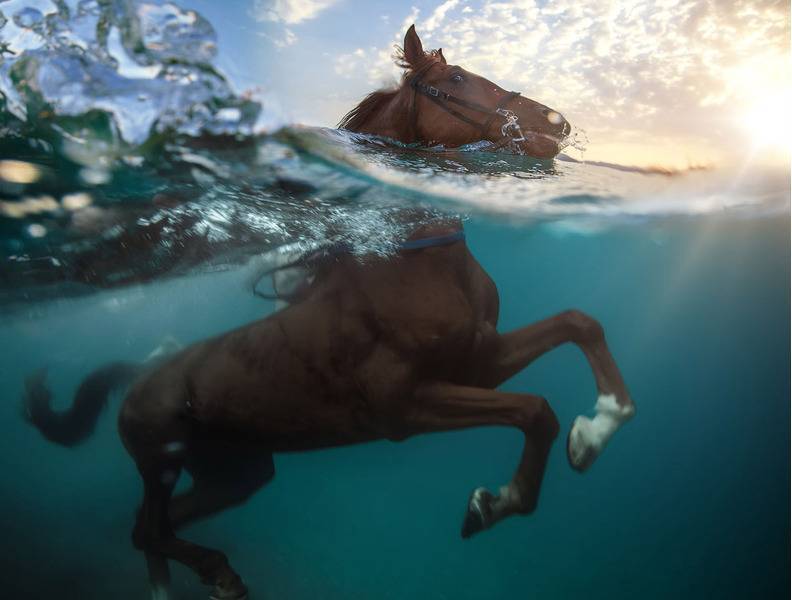 Плавающие животные