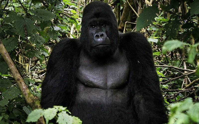 Что едят гориллы в природе