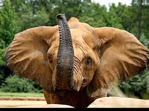 Что едят слоны в зоопарке