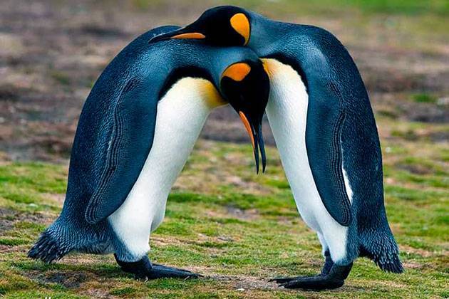 Виды Пингвинов Фото С Названиями