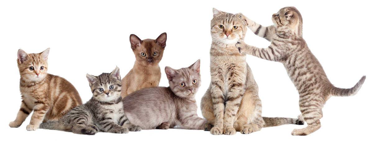 породы кошек фото котят разных пород