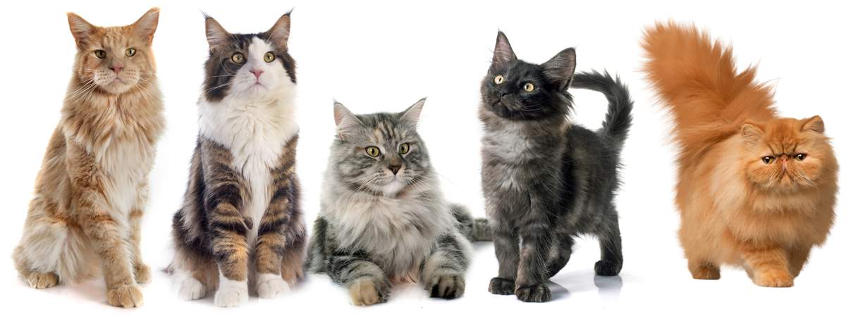 породы кошек фото котят разных пород