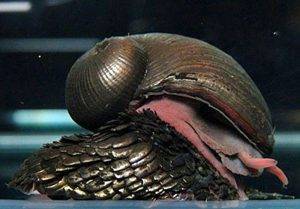 Самые необычные моллюски в мире