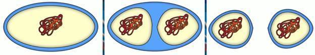 Сравнительная характеристика клеток эукариот и прокариот