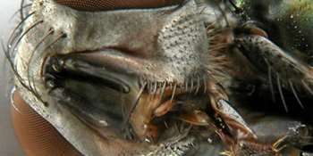Цікаві факти про мух