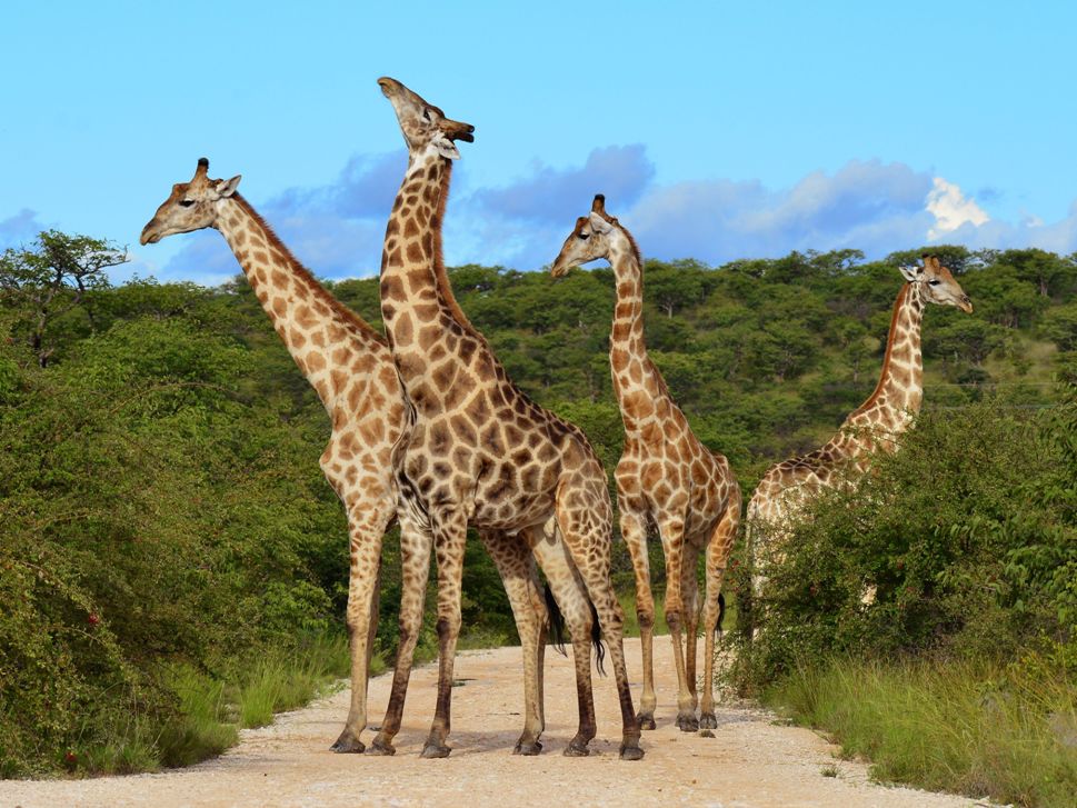 terraoko 2013 10 14 98702 1 10 удивительных фактов о жирафах