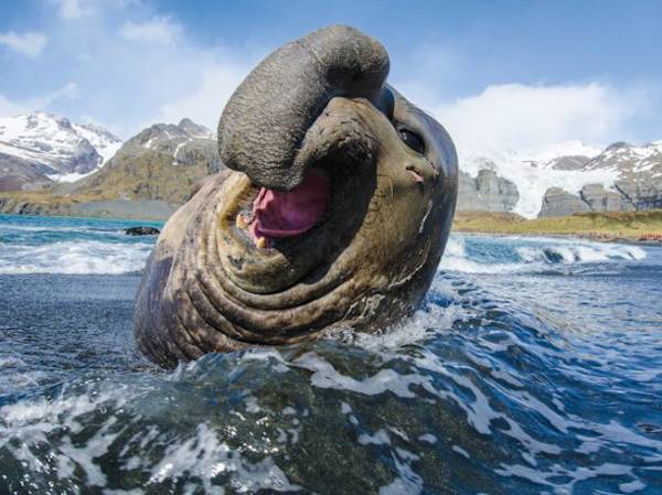 Самые страшные животные. Морской слон