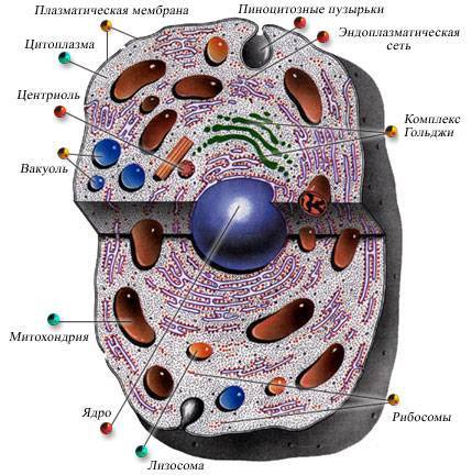 Цитоплазма строение и функции кратко