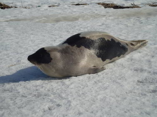 Животное арктики морж