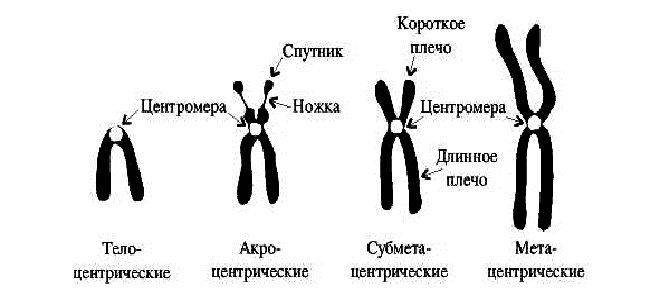 Гомологичные хромосомы рисунок. Строение хромосомы рисунок с подписями. Плечи хромосом. Строение хромосомы со спутниками с названиями. Парные гены расположенные в гомологичных