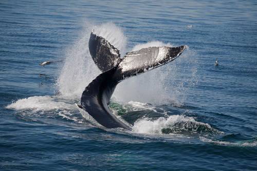 Усатый кит фото