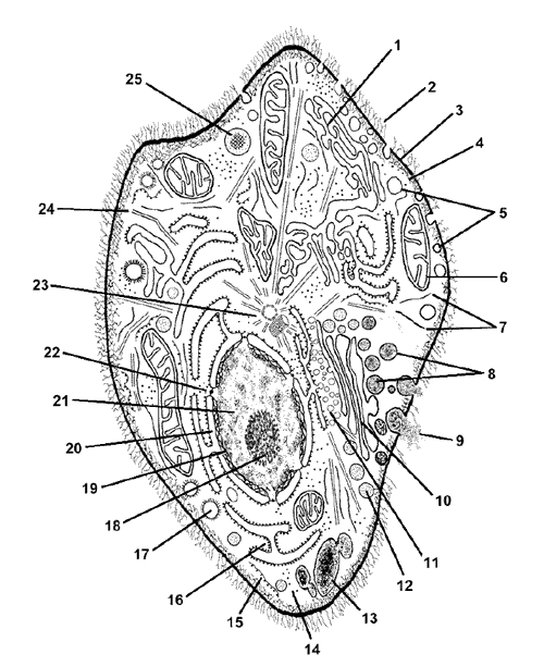 Функция ядра в животной клетке