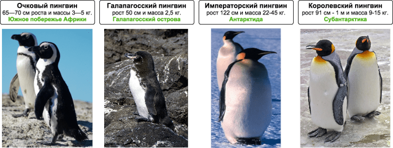 Сравнение пингвинов