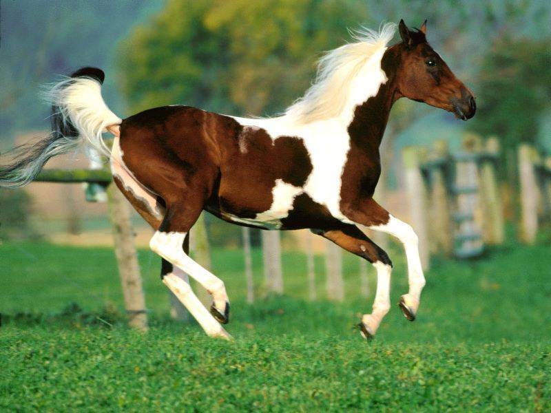 С какой скоростью бегает лошадь