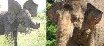 уши африканского и азиатского слона