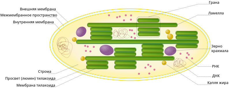 Функцией хлоропластов в растительной клетке является