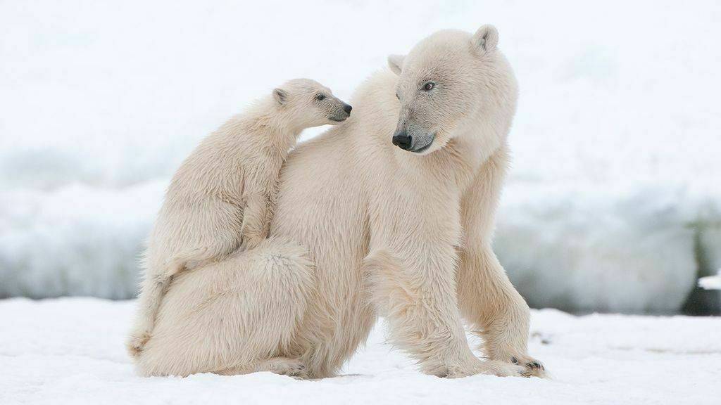 Белый медведь с детёнышем