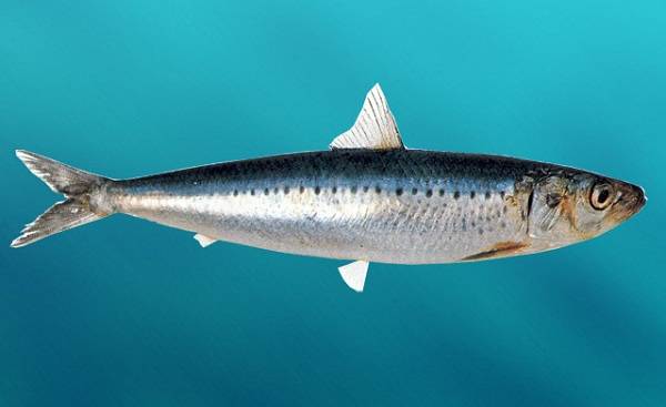 Промысловая-рыба-Названия-описания-и-виды-промысловой-рыбы-37