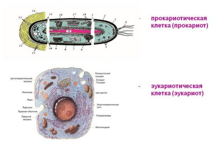 Эукариоты имеют ядро