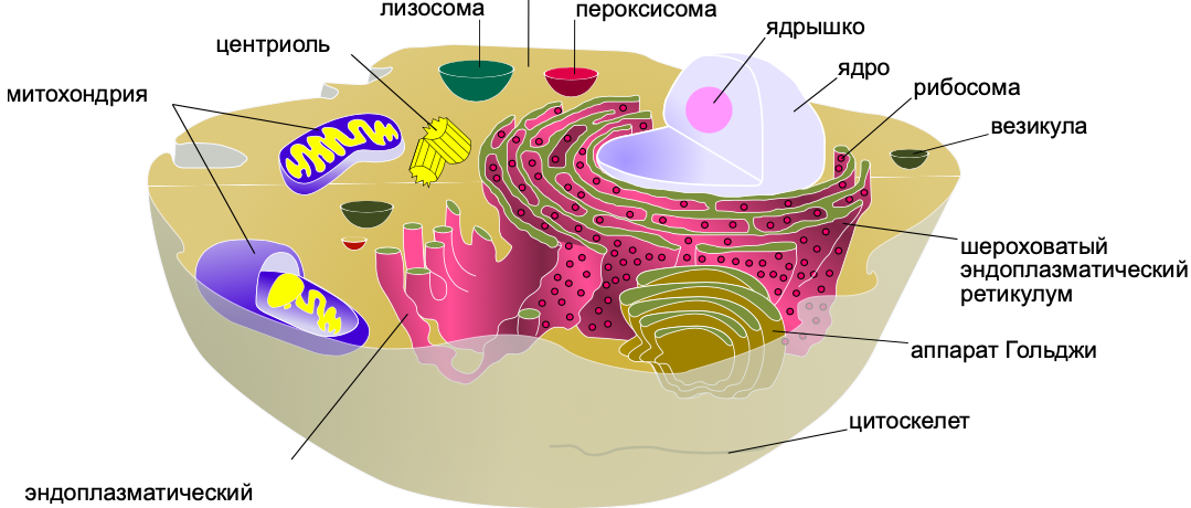Органеллы клетки таблица
