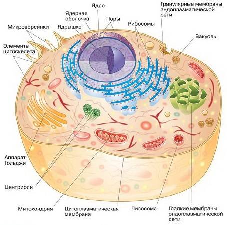 Эукариотическая клетка фото