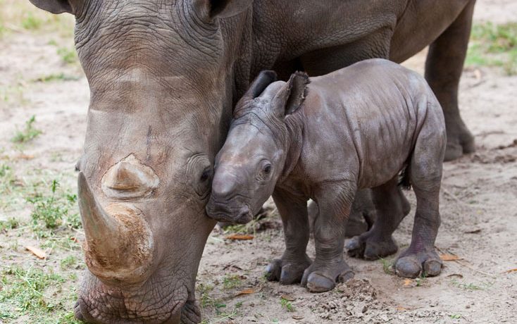 От кого защищаются носороги лежа в грязи