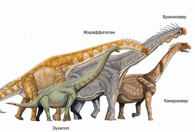 Как называется динозавр с длинной шеей?