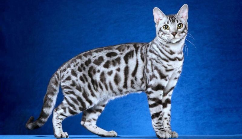 Бенгальская кошка характеристика породы