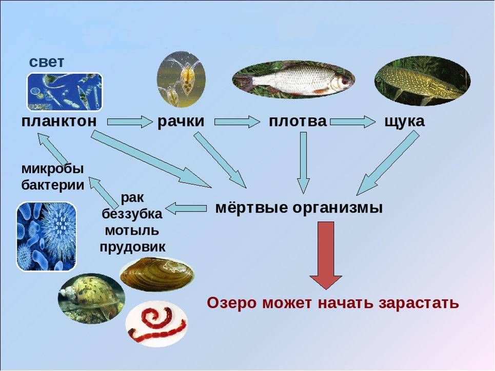 Пример: экосистема озера