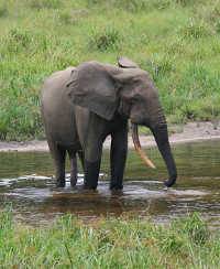 Сколько видов слонов существует в мире