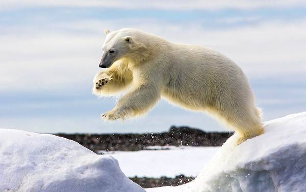 Белый-медведь-животное-Описание-особенности-образ-жизни-и-среда-обитания-медведя-4