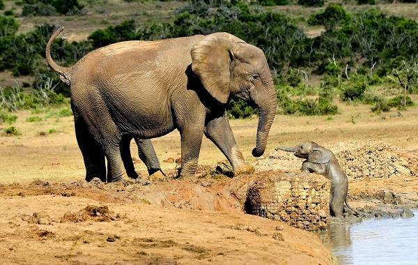 Слон-животное-Описание-особенности-виды-образ-жизни-и-среда-обитания-слона-4