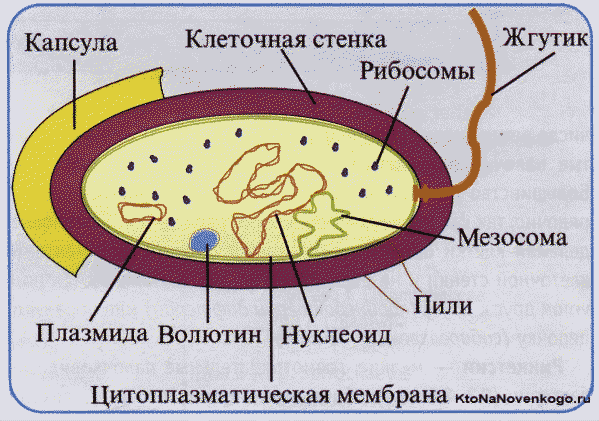 Прокариотическая клетка в отличие от эукариотической содержит