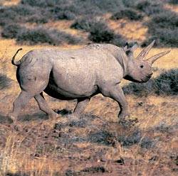 Зачем носорогу рог