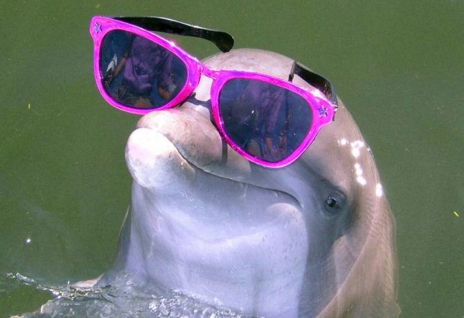 В каких морях обитают дельфины